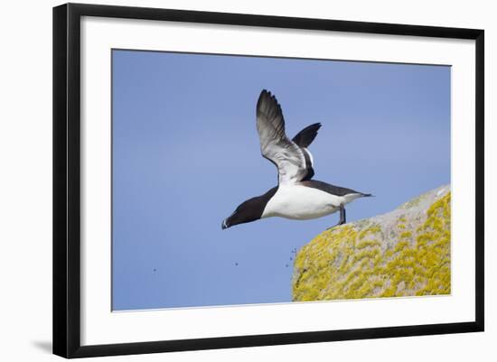 Razorbill (Alca Torda) Taking Off from Cliff. June 2010-Peter Cairns-Framed Photographic Print