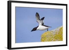 Razorbill (Alca Torda) Taking Off from Cliff. June 2010-Peter Cairns-Framed Photographic Print