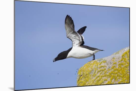 Razorbill (Alca Torda) Taking Off from Cliff. June 2010-Peter Cairns-Mounted Photographic Print