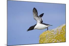 Razorbill (Alca Torda) Taking Off from Cliff. June 2010-Peter Cairns-Mounted Photographic Print