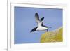 Razorbill (Alca Torda) Taking Off from Cliff. June 2010-Peter Cairns-Framed Photographic Print