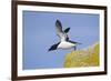 Razorbill (Alca Torda) Taking Off from Cliff. June 2010-Peter Cairns-Framed Photographic Print