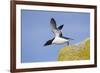 Razorbill (Alca Torda) Taking Off from Cliff. June 2010-Peter Cairns-Framed Photographic Print