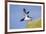 Razorbill (Alca Torda) Taking Off from Cliff. June 2010-Peter Cairns-Framed Photographic Print