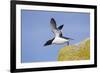 Razorbill (Alca Torda) Taking Off from Cliff. June 2010-Peter Cairns-Framed Photographic Print