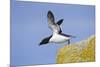 Razorbill (Alca Torda) Taking Off from Cliff. June 2010-Peter Cairns-Mounted Photographic Print