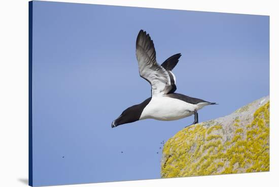 Razorbill (Alca Torda) Taking Off from Cliff. June 2010-Peter Cairns-Stretched Canvas