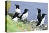 Razorbill on Sea Cliffs-null-Stretched Canvas