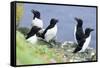 Razorbill on Sea Cliffs-null-Framed Stretched Canvas