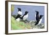 Razorbill on Sea Cliffs-null-Framed Photographic Print