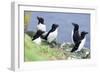 Razorbill on Sea Cliffs-null-Framed Photographic Print