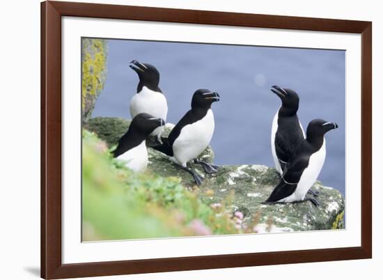 Razorbill on Sea Cliffs-null-Framed Photographic Print