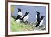 Razorbill on Sea Cliffs-null-Framed Photographic Print