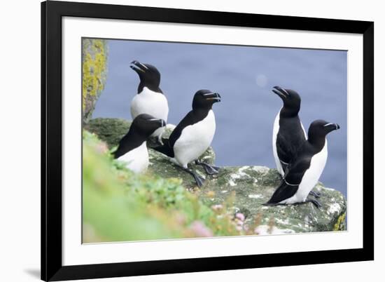 Razorbill on Sea Cliffs-null-Framed Photographic Print