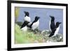 Razorbill on Sea Cliffs-null-Framed Photographic Print