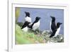 Razorbill on Sea Cliffs-null-Framed Photographic Print