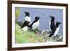 Razorbill on Sea Cliffs-null-Framed Photographic Print