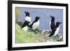 Razorbill on Sea Cliffs-null-Framed Photographic Print