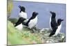 Razorbill on Sea Cliffs-null-Mounted Photographic Print