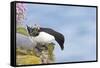 Razorbill Preparing to Leave Cliff Edge-null-Framed Stretched Canvas