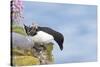 Razorbill Preparing to Leave Cliff Edge-null-Stretched Canvas