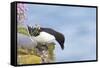 Razorbill Preparing to Leave Cliff Edge-null-Framed Stretched Canvas