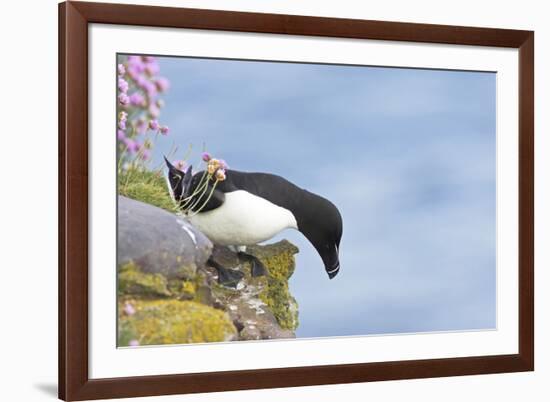 Razorbill Preparing to Leave Cliff Edge-null-Framed Photographic Print