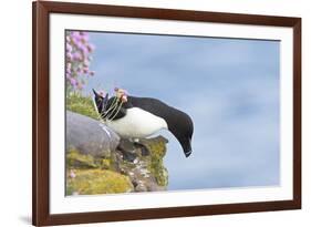 Razorbill Preparing to Leave Cliff Edge-null-Framed Photographic Print