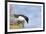 Razorbill Preparing to Leave Cliff Edge-null-Framed Photographic Print