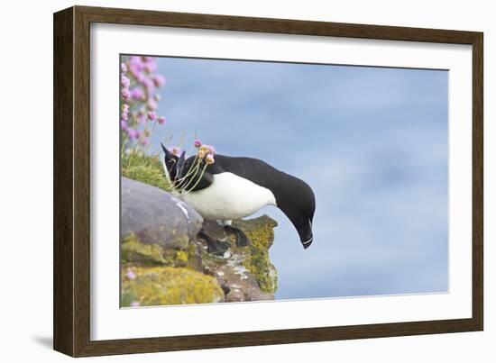 Razorbill Preparing to Leave Cliff Edge-null-Framed Photographic Print