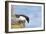 Razorbill Preparing to Leave Cliff Edge-null-Framed Photographic Print