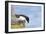 Razorbill Preparing to Leave Cliff Edge-null-Framed Photographic Print