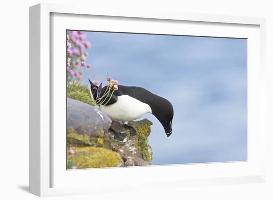 Razorbill Preparing to Leave Cliff Edge-null-Framed Photographic Print