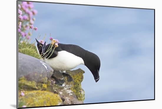 Razorbill Preparing to Leave Cliff Edge-null-Mounted Photographic Print