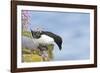 Razorbill Preparing to Leave Cliff Edge-null-Framed Photographic Print