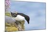 Razorbill Preparing to Leave Cliff Edge-null-Mounted Photographic Print