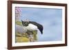 Razorbill Preparing to Leave Cliff Edge-null-Framed Photographic Print