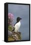 Razorbill-null-Framed Stretched Canvas