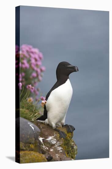 Razorbill-null-Stretched Canvas