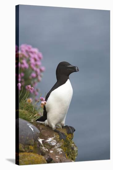 Razorbill-null-Stretched Canvas