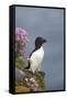 Razorbill-null-Framed Stretched Canvas