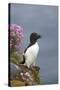 Razorbill-null-Stretched Canvas