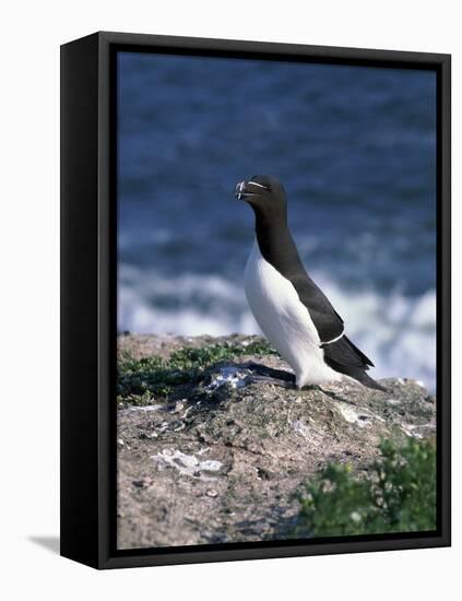 Razorbill-CM Dixon-Framed Stretched Canvas