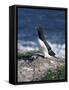 Razorbill-CM Dixon-Framed Stretched Canvas