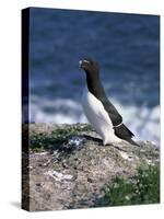 Razorbill-CM Dixon-Stretched Canvas