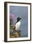 Razorbill-null-Framed Photographic Print