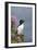 Razorbill-null-Framed Photographic Print