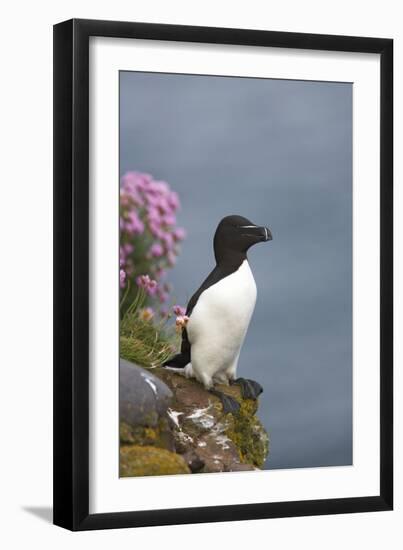 Razorbill-null-Framed Photographic Print