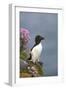 Razorbill-null-Framed Photographic Print