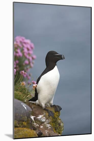 Razorbill-null-Mounted Photographic Print